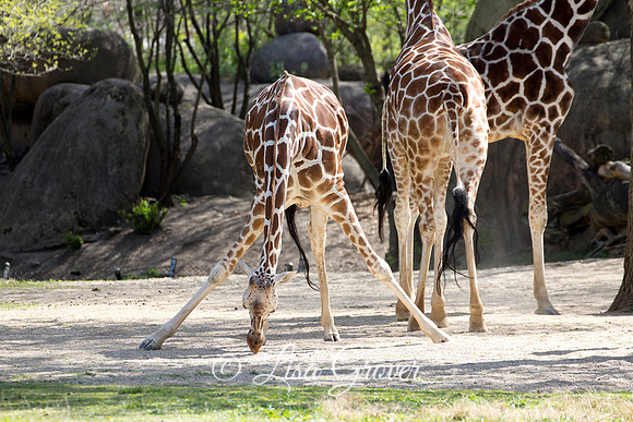 20120409__MG_3211